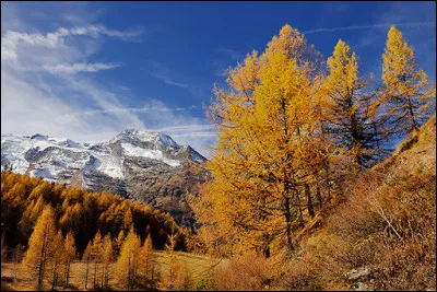 Le mélèze est ignifuge, il ne peut ni brûler ni se carboniser.