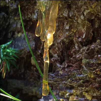 La résine du mélèze est utilisée pour fabriquer la térébenthine de Venise.