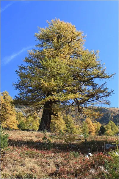 Dans l'Antiquité, le mélèze était considéré comme un arbre maudit.