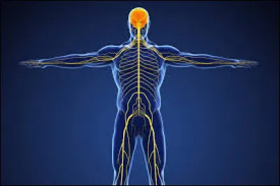 Complétez cette célèbre expression : "Avoir les ... à vif"