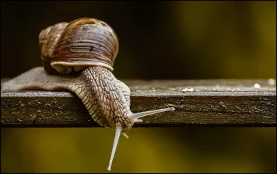 À quelle date de l'année peut-on célébrer la "Journée internationale de la lenteur", instaurée en 2001 au Québec ?