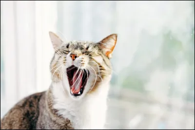 Lorsqu'on s'ennuie, il peut nous arriver d'ouvrir largement la bouche en prenant une grande inspiration puis en expirant. Quelle est la bonne orthographe pour ce verbe ?