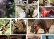 Test Ta chanteuse prfre