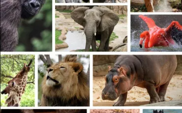 Quiz Test de personnalit