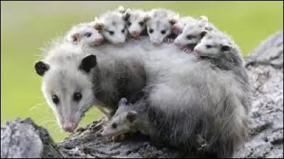 Un phalanger, de quoi s'agit-il ?