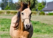 Test Quelle serait ta robe si tu étais un cheval ?
