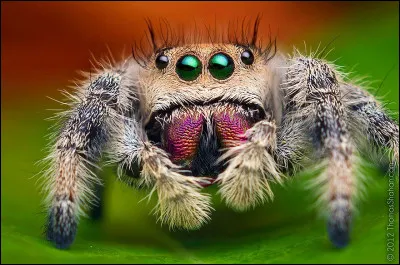 8 - Les arachnides sont une classe d'animaux invertébrés qui possèdent huit pattes. Quel animal n'est pas un arachnide ?