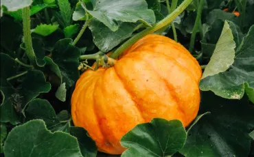 Quiz Halloween