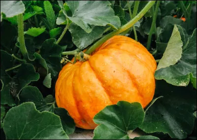 À quelle famille appartient la citrouille ?