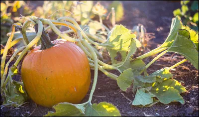 À quelle saison est liée la citrouille ?