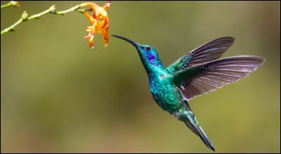 L'Oiseau-mouche est l'autre nom du colibri.