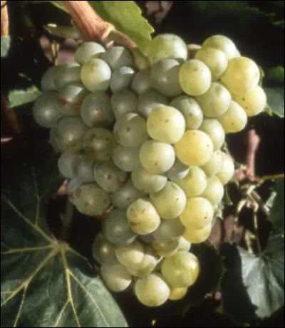 Si je vous dis que le pascal est aussi un cépage de raisins blancs, vous me répondez...