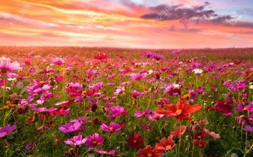 Quiz Test de personnalit