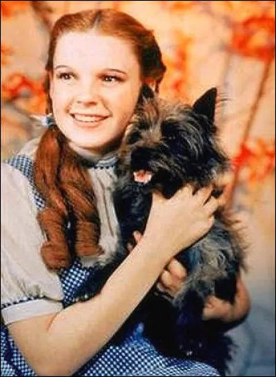 Comment se nomme le chien de Judy Garland dans le film de 1939 Le magicien d'Oz ?
