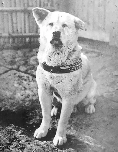 Pourquoi ce chien de race Akita est-il très connu au Japon ?