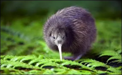 Le kiwi est un fruit mais également un oiseau.