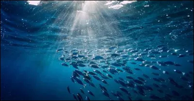 Sur un planisphère, quel océan apparaît deux fois ?