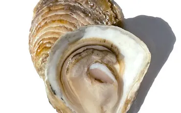 Quiz Animaux