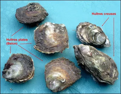 Comment se nomme la personne qui cultive les huîtres ?