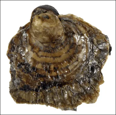 Parmi les propositions, laquelle n'est pas une condition de reproduction de l'huître ?