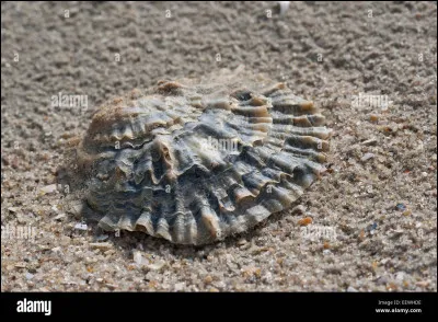 VRAI ou FAUX ?
L'huître est hermaphrodite !