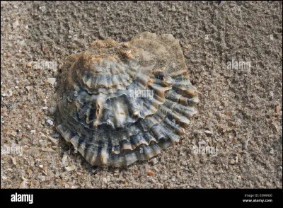 Que veut dire hermaphrodite ?