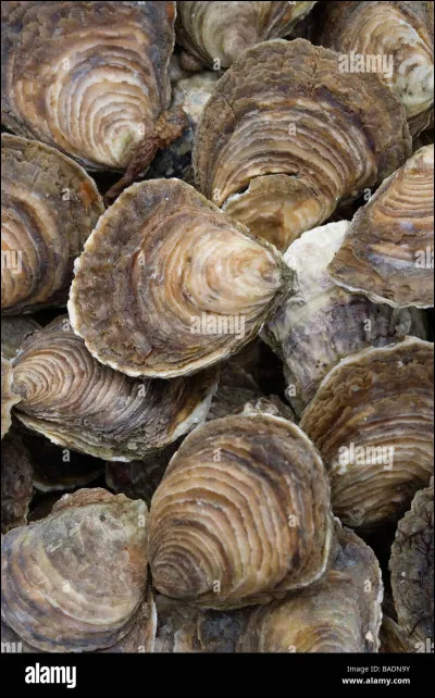 Parmi les propositions, quel animal n'est pas un prédateur de l'huître ?