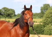 Test Quelle race de cheval te correspond le mieux ?