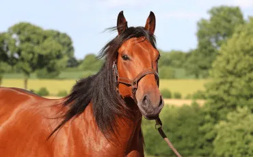 Quiz Test de personnalité