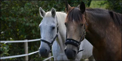 Quel genre de chevaux préfères-tu ?