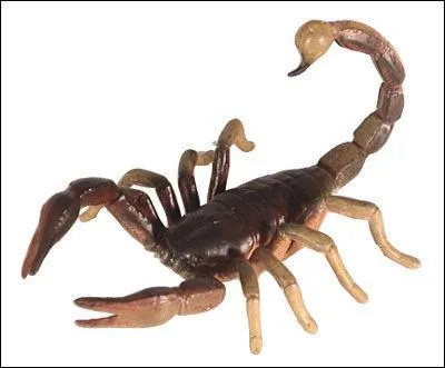 Qui est cet animal ?