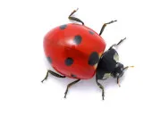 Quiz Personnage littéraire (12)