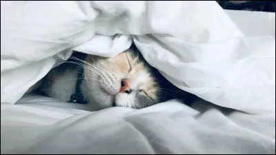 Quel est ton mood un dimanche matin ?