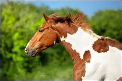 Quelle est la robe de ce cheval ?