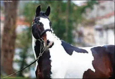 Quelle est la robe de ce cheval ?