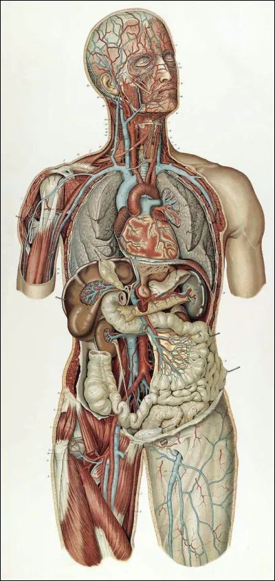 B — Biologie

Quel(s) organe(s) du corps humain produit(sent) l’insuline ?