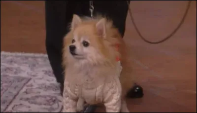 Quel est le nom du chien de C.C. ?