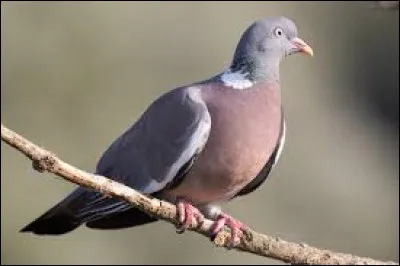 Quand utiliserez-vous une pantière ?