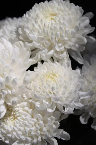 Un bouquet de _____________ est posé dessus.