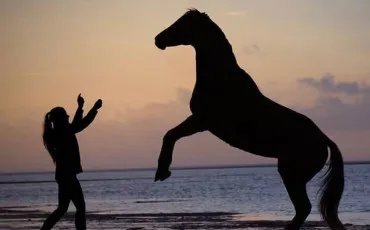 Quiz Equitation