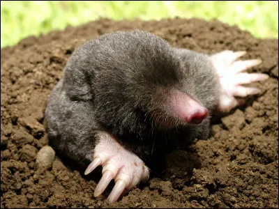 Quel est le sens très peu développé chez la taupe ?