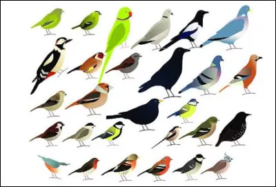 Parmi ces oiseaux, lequel est capable de voler &agrave; reculons ?