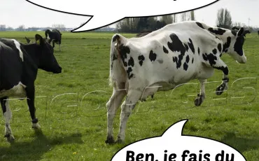 Quiz Vaches