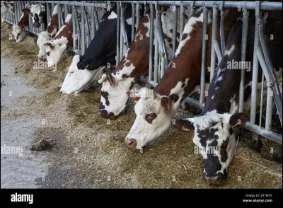 La vache est élevée pour...