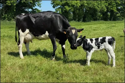 Environ combien de petits une vache peut-elle faire ?
