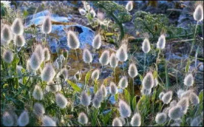 Voici une plante dont la pollinisation se fait par le vent, elle est donc...
