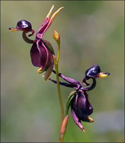 De bien jolies fleurs ressemblant à des canards volants.