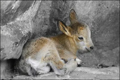 Le petit du bouquetin est un...