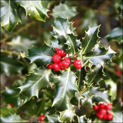 Le houx a des feuilles caduques.