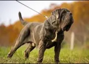 Quiz Les races de chiens autrement (2)